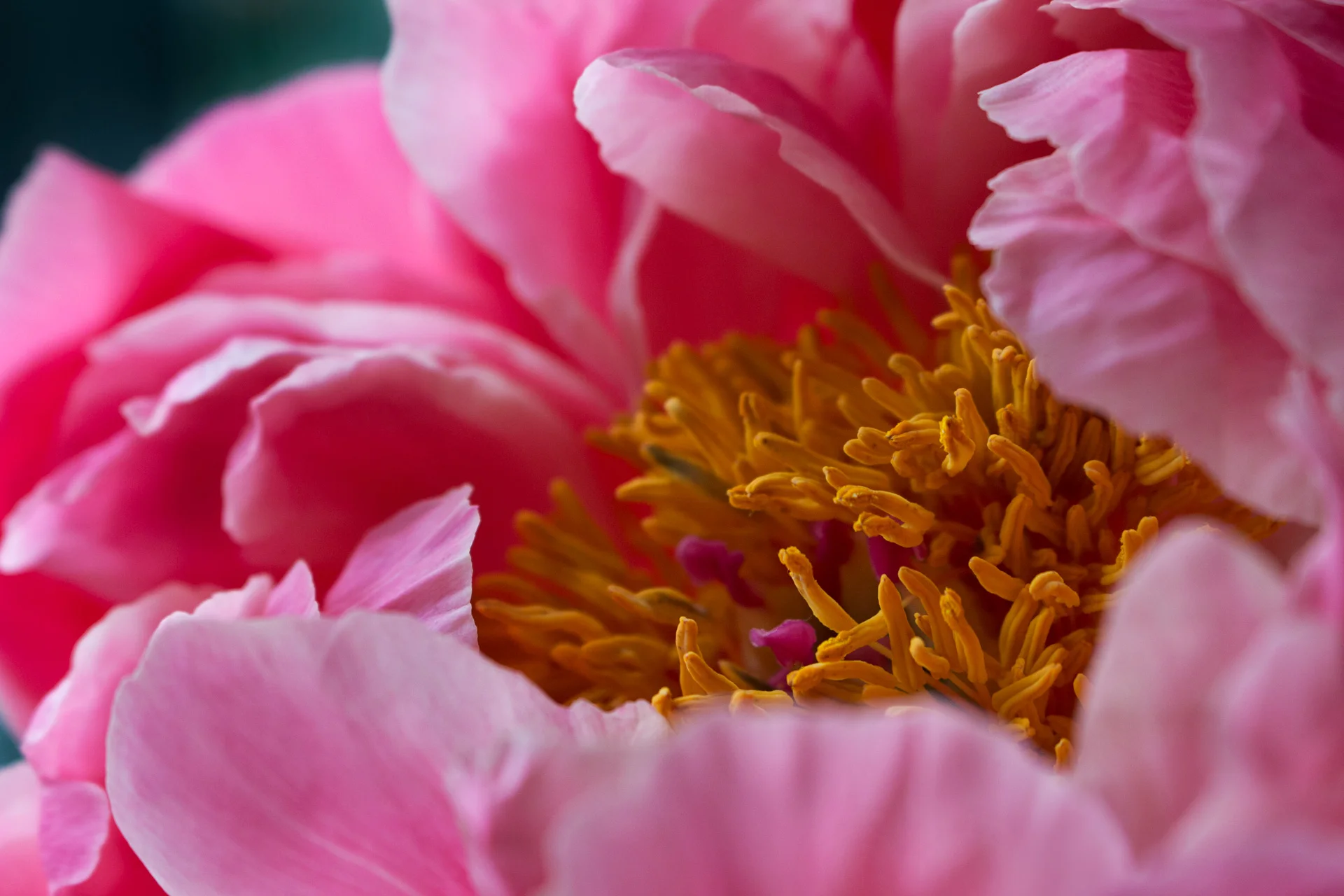 Fiori