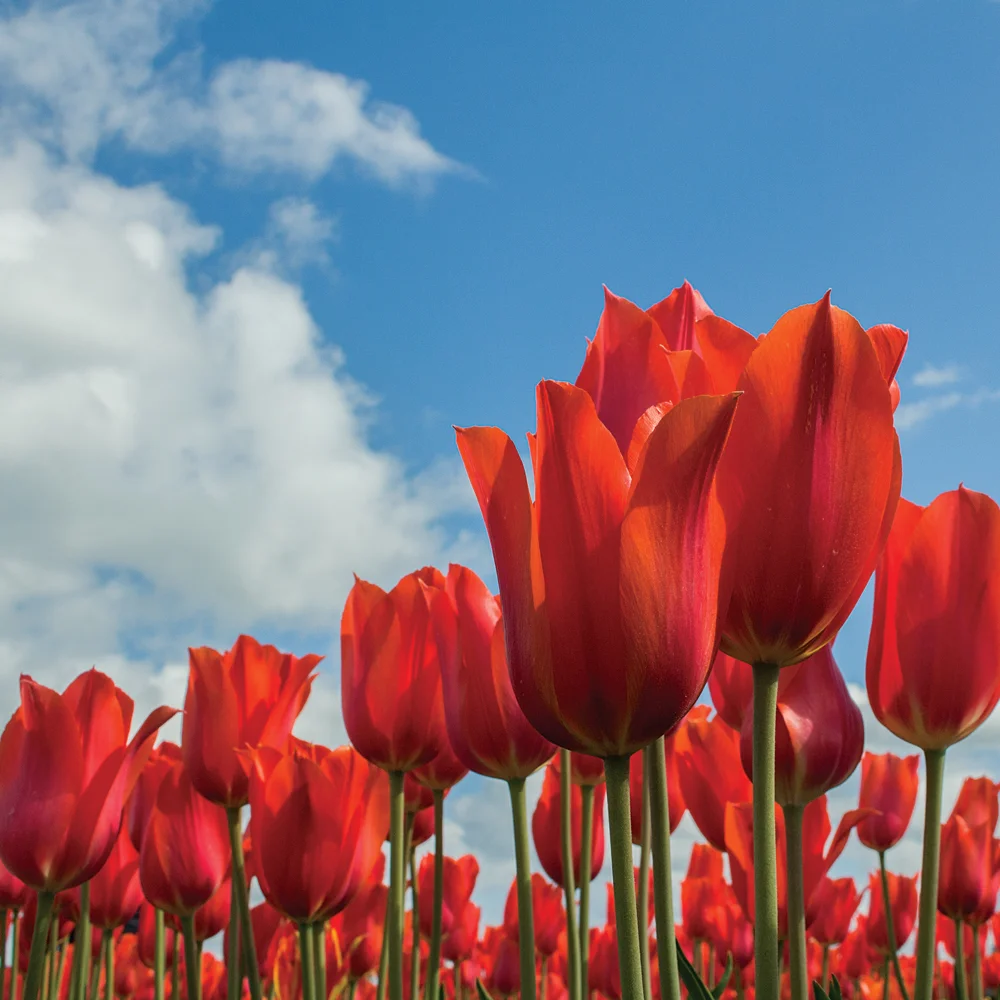 Tulip_Red.jpg