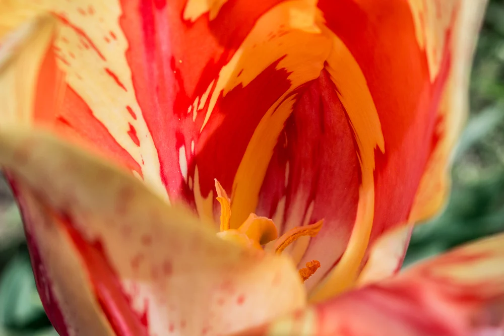 Tulip_Zoom.jpg