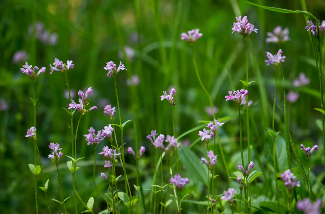 flower_5.jpg