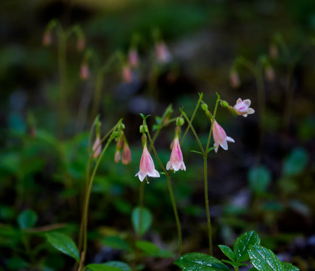 flower_1.jpg
