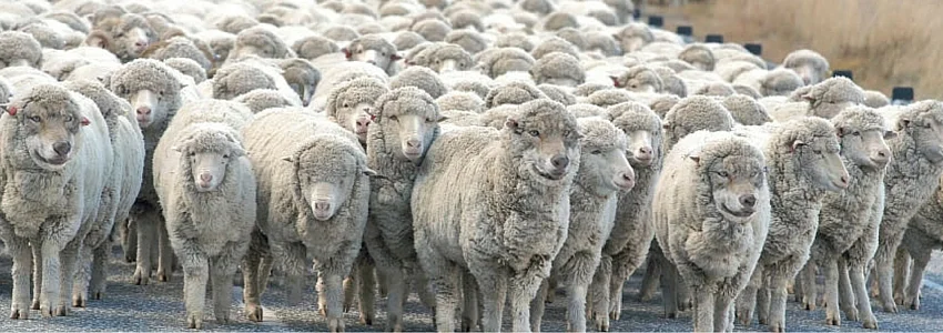 Wolf-in-Sheep-Skin.jpg