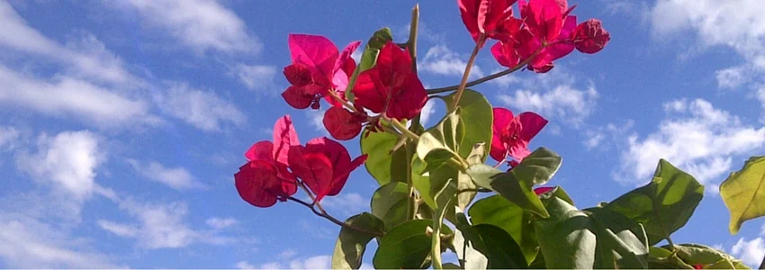 Flowers-Sky.jpg