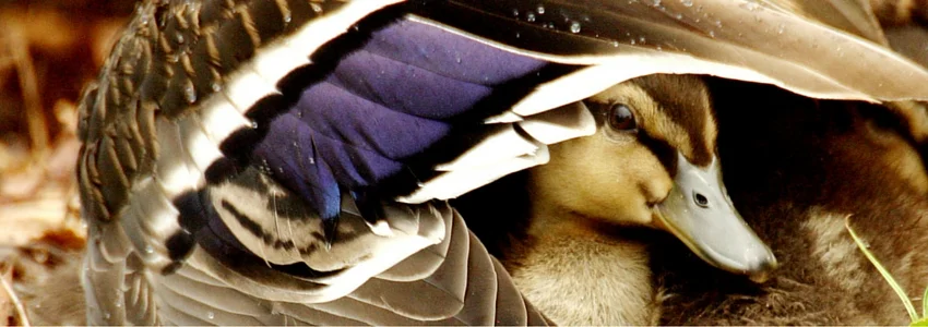 Chick-under-Wing.jpg