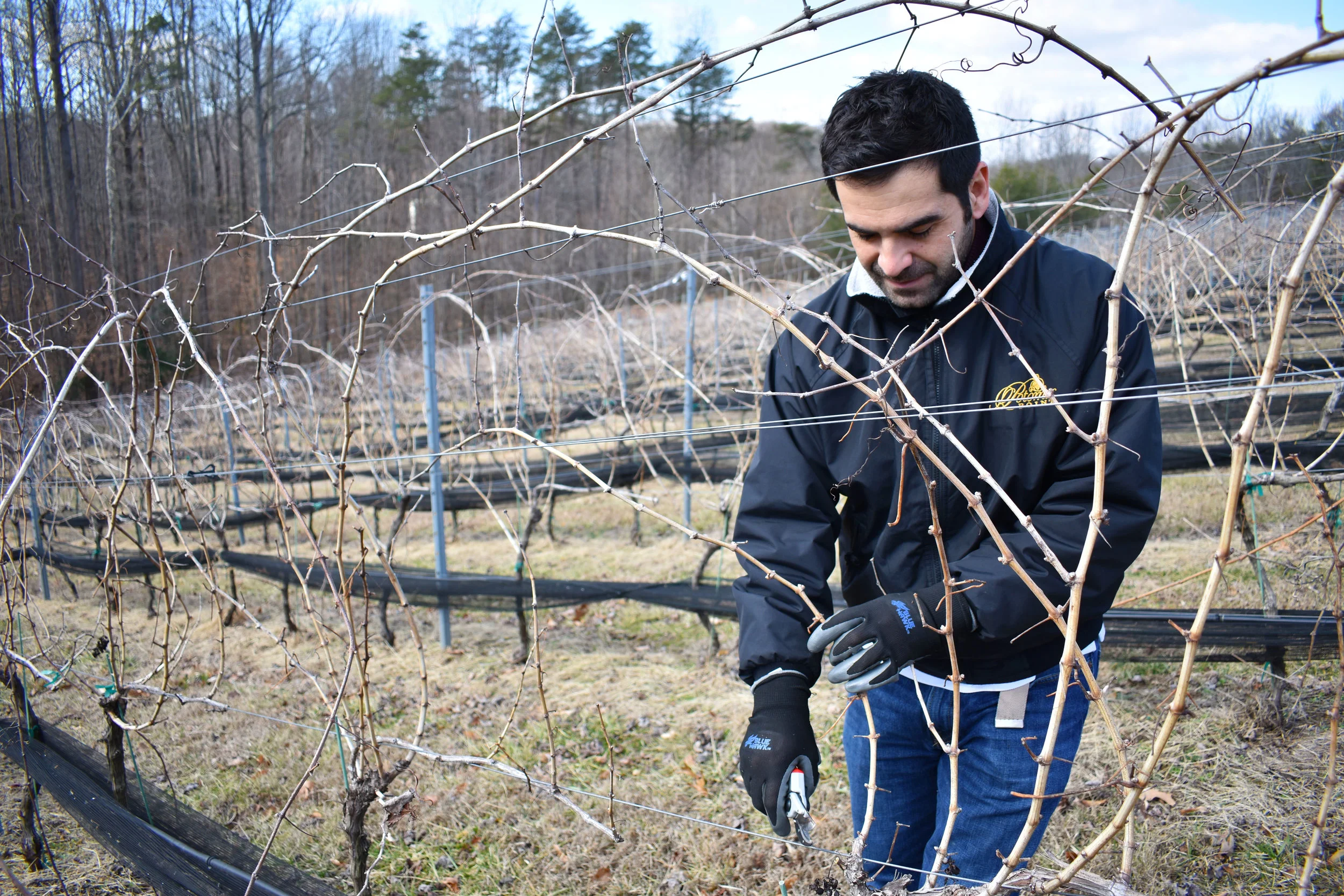 David Pagan Castaño prunes grapevines at Potomac Point Vineyard and Winery in Stafford, Va., Friday, Feb. 2, 2018. “The plant now is at hibernation,” the head winemaker said.&nbsp;(Lindsey Leake/American University)