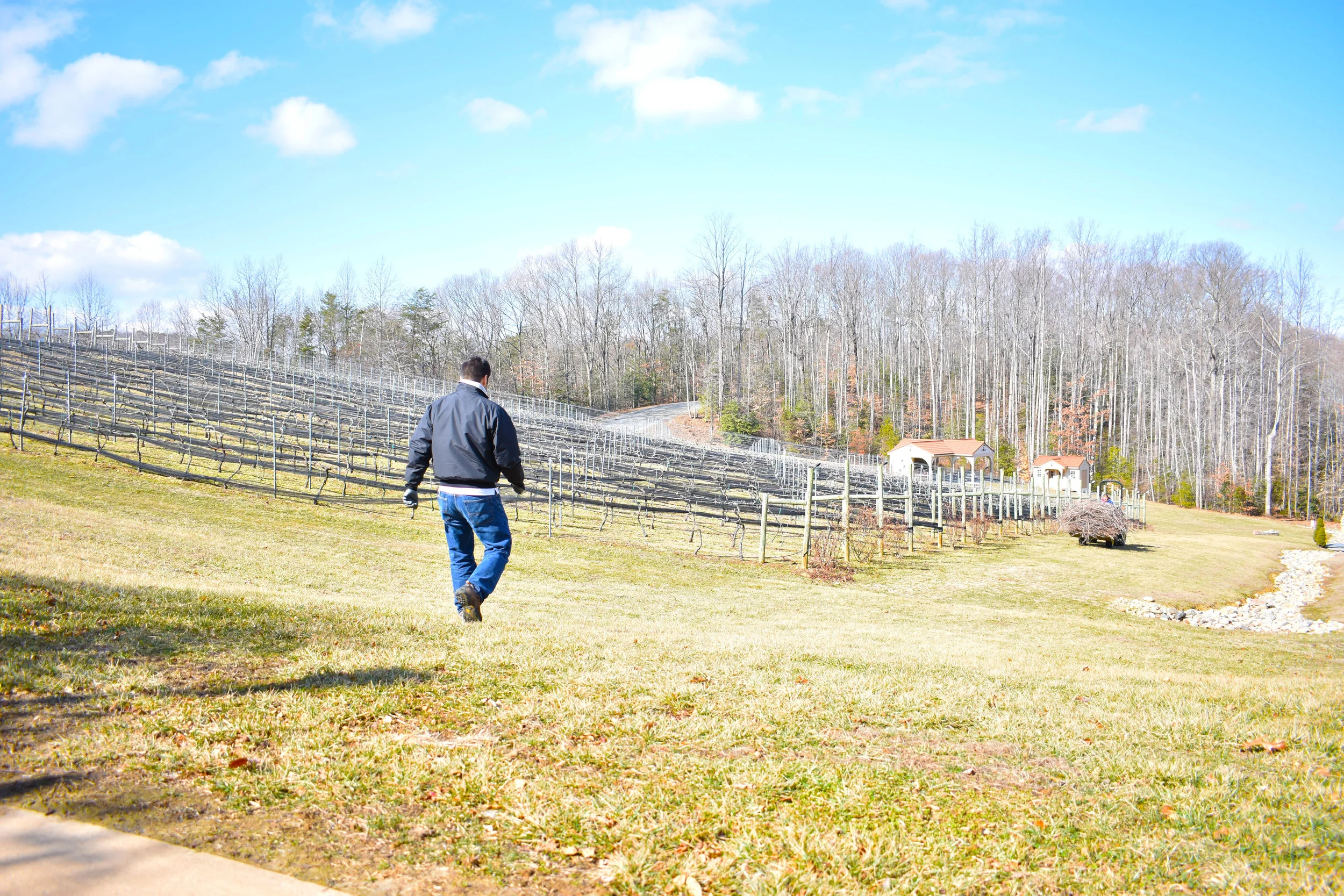 David Pagan Castaño, head winemaker at Potomac Point Vineyard and Winery in Stafford, Va., walks down a hill to greet an employee who is clearing away dead vines, Friday, Feb. 2, 2018. (Lindsey Leake/American University)