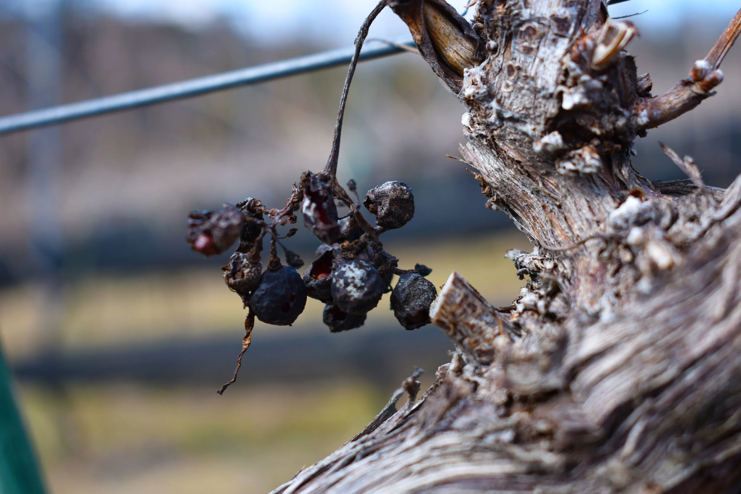 Withered grapes dangle from a vine at Potomac Point Vineyard and Winery in Stafford, Va., Friday, Feb. 2, 2018. (Lindsey Leake/American University)
