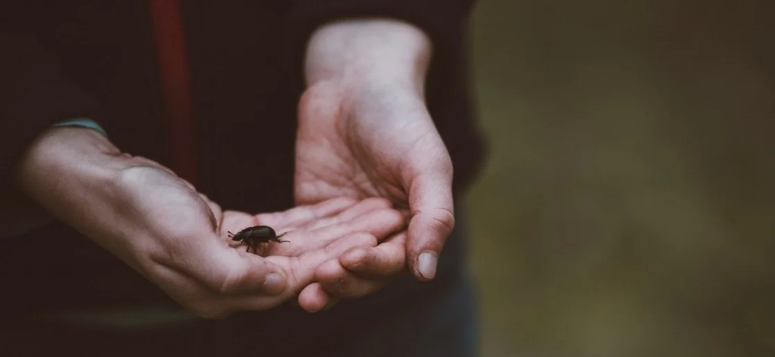 Hands and Beetle.jpg