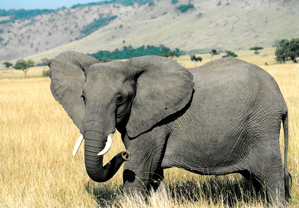 Elephant-TrunkCurl.gif