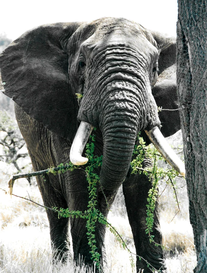 A very old elephant