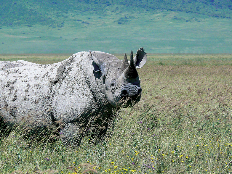 AK-Taylor-Tanzania-East-Africa-Safari-Rhino.jpg