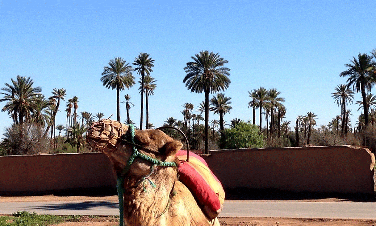 AK-Taylor-Morocco-Safari-Marrakesh-Camel-Meyer.gif