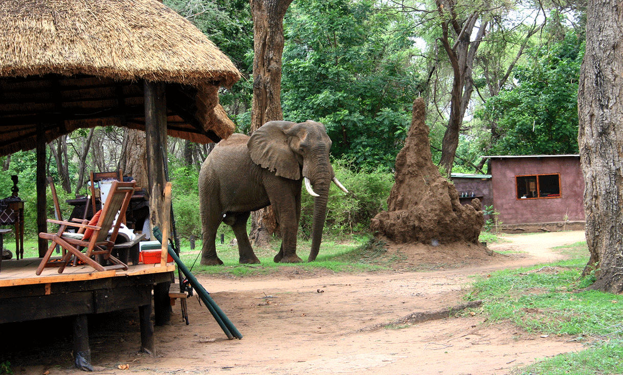 AK-Taylor-Safari-Zambia-Elephant-Camp.gif