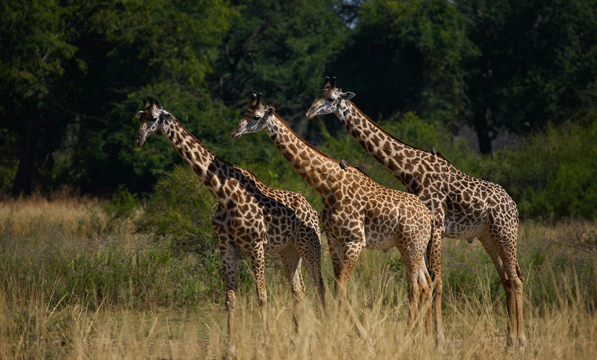 AK-Taylor-Safari-Zambia-Giraffe.gif