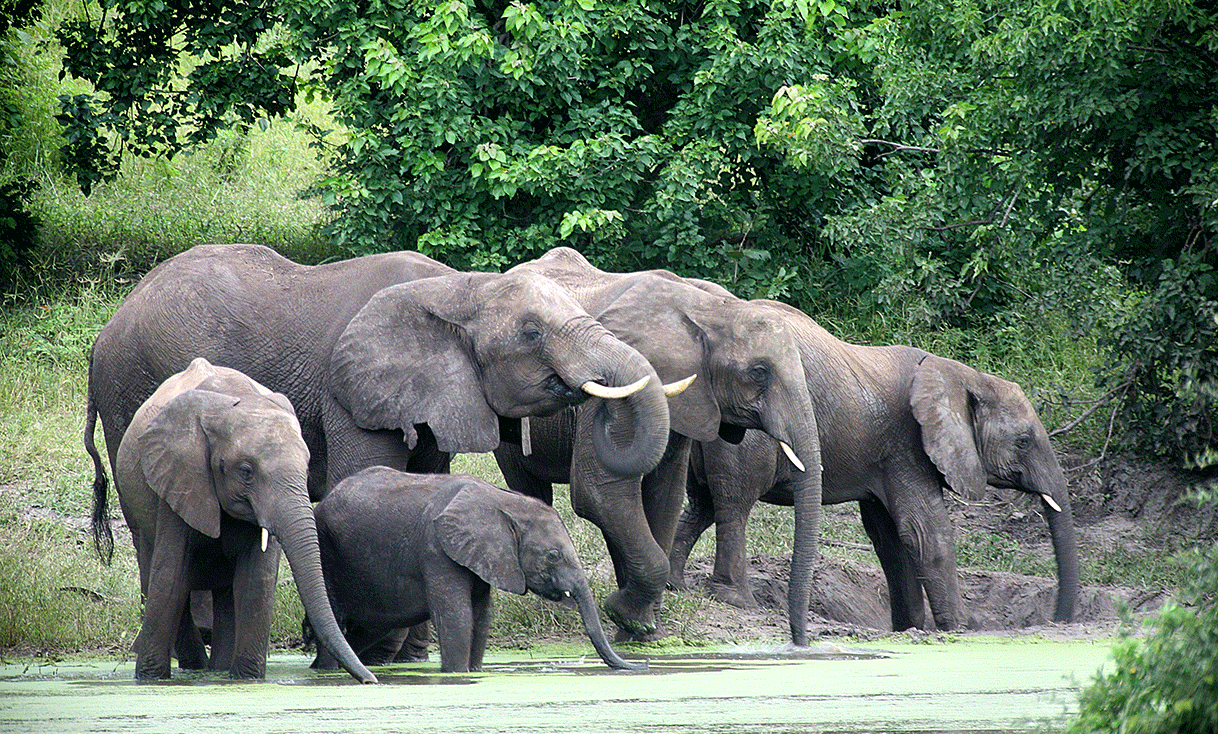 AK-Taylor-Safari-Botswana-Elephant-Family-Drinking.gif