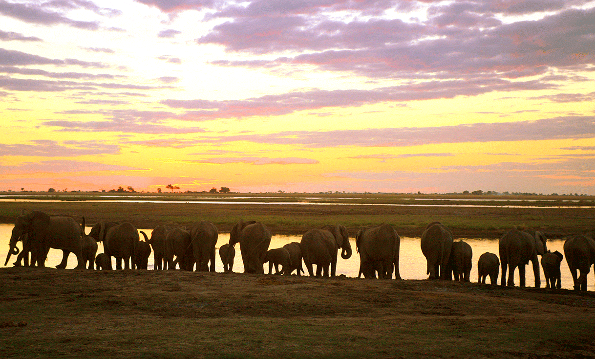AK-Taylor-Safari-Botswana-Elephant-Okavango-Delta-Vista-Sunset.gif