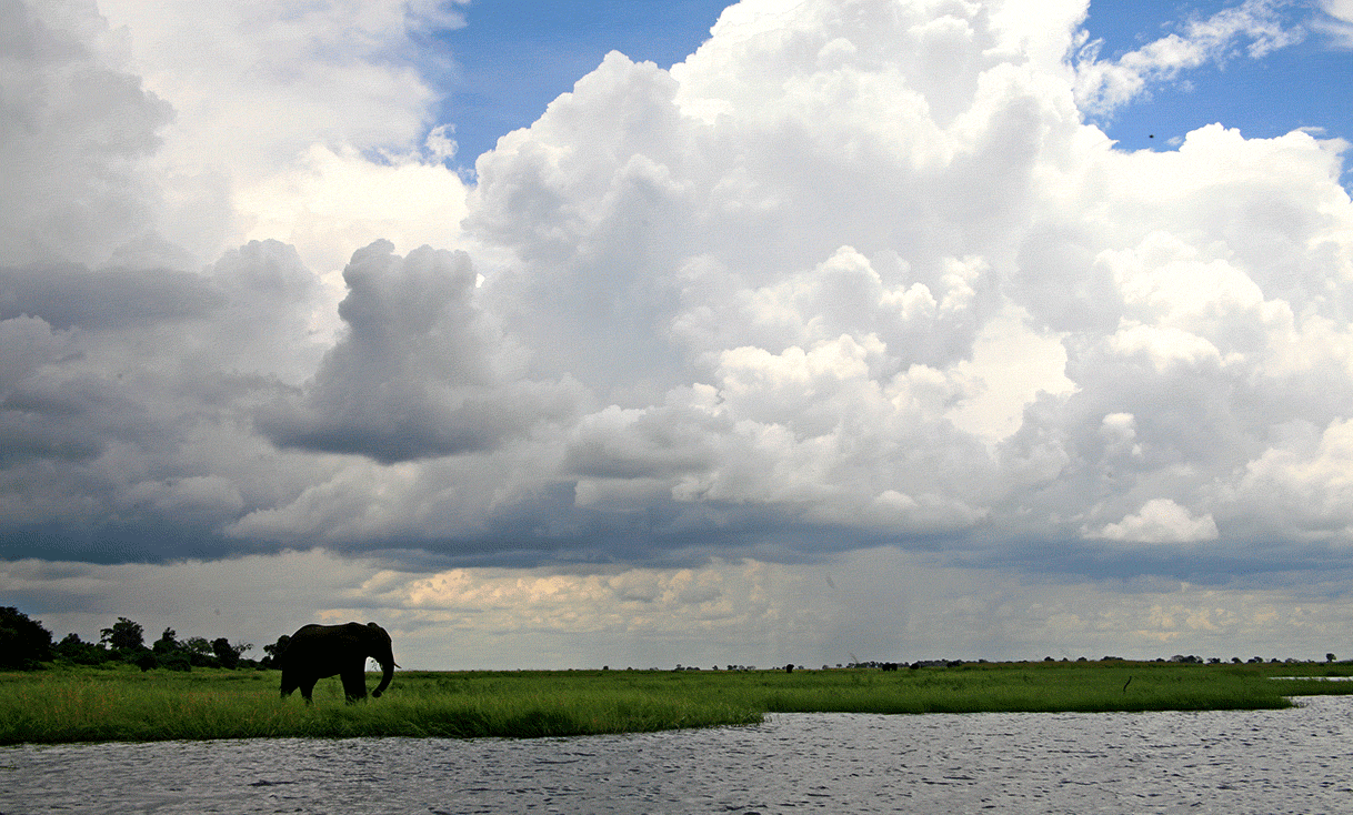 AK-Taylor-Safari-Botswana-Elephant-Okavango-Delta-Vista.gif