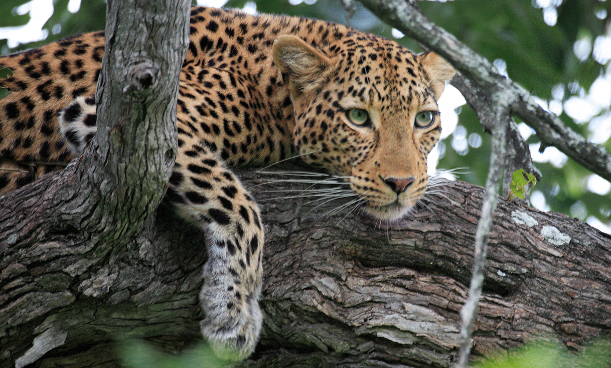 AK-Taylor-Safari-Botswana-Leopard-in-Tree.gif