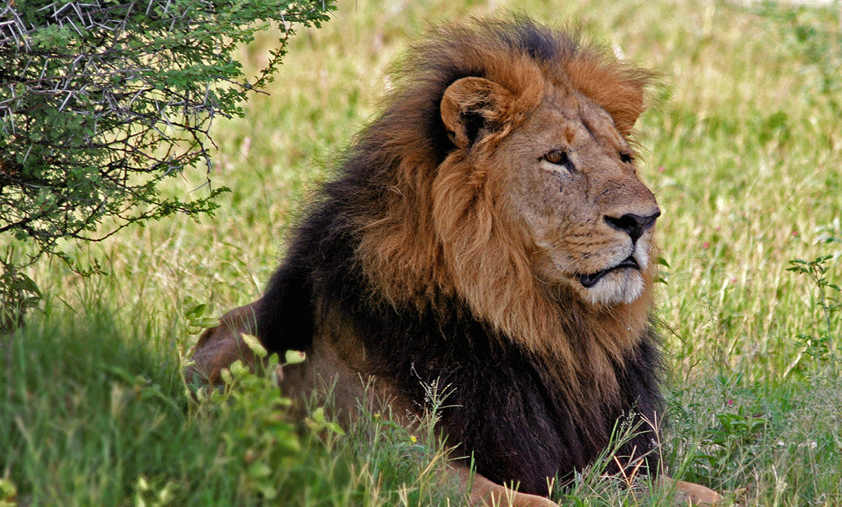 AK-Taylor-Safari-Botswana-Lion.gif