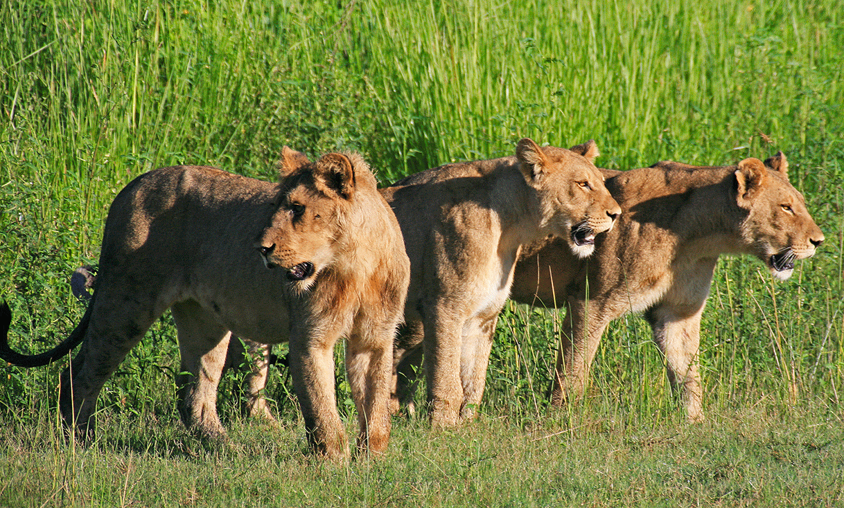 AK-Taylor-Safari-Botswana-Lions.gif
