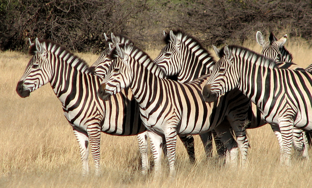 AK-Taylor-Safari-Botswana-Zebra-Group.gif