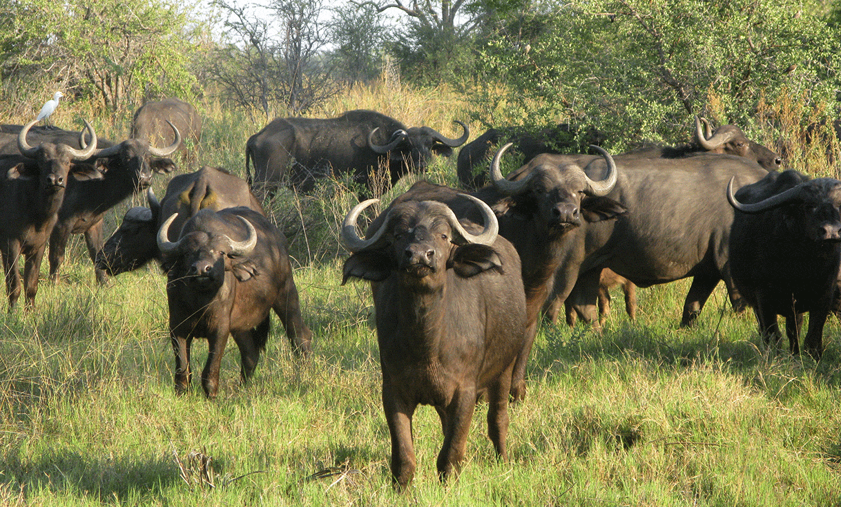 AK-Taylor-Safari-Botswana-Water-Buffalo.gif