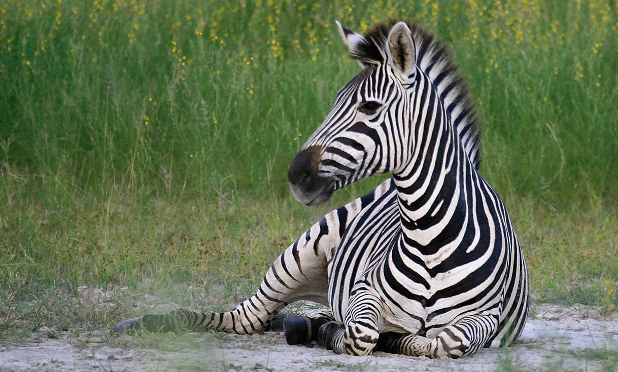 AK-Taylor-Safari-Botswana-Zebra.gif