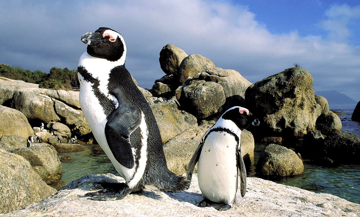 AK-Taylor-Safari-South-Africa-Coast-Penguins.gif