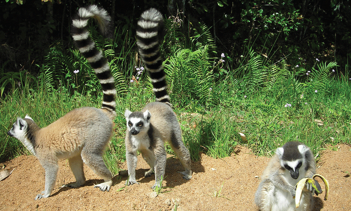 AK-Taylor-Safari-Madagascar-Lemurs.gif