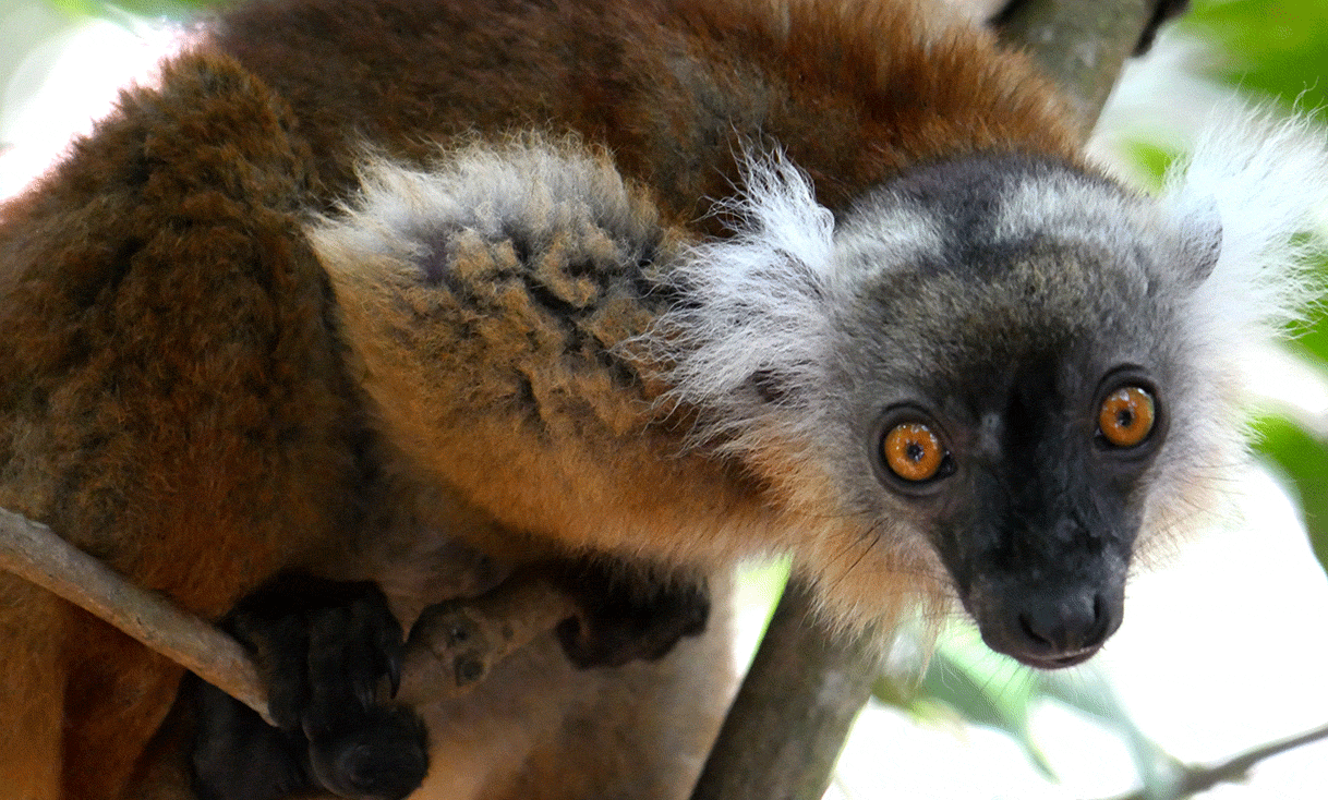 AK-Taylor-Safari-Madagascar-Sail-Lemur-Eyes.gif