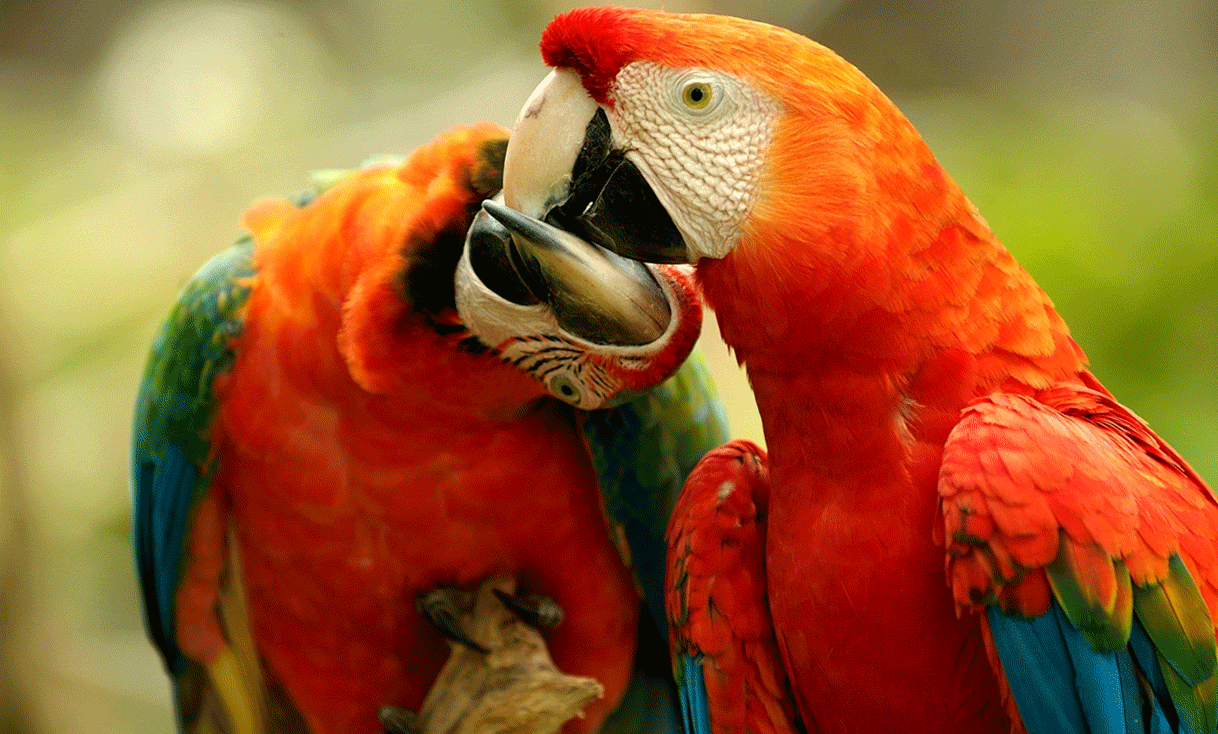 AK-Taylor-Travel-Brazil-Pantanal-Tropical-Wetlands-Red-Green-Macaws.gif