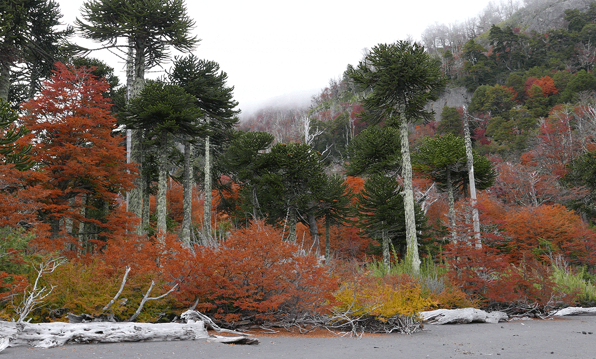 AK-Taylor-Chile-Araucaria-Tree-Fall-Foliage.gif