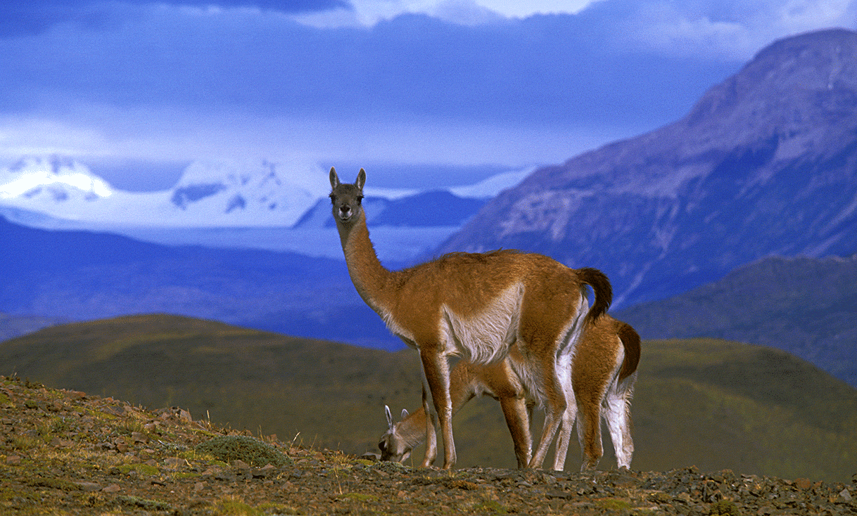 AK-Taylor-Chile-Torres-del-Paine-National-Park-Vicuñas.gif