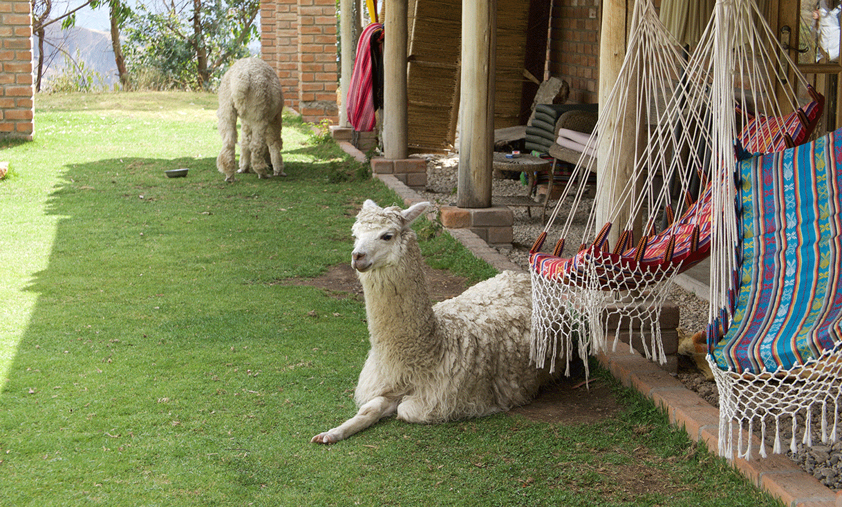 AK-Taylor-Travel-Peru-Nacho-and-Dolly-alpacas-Llanganacu-Mountain-Lodge-Huaraz-Etta-Meyer.gif