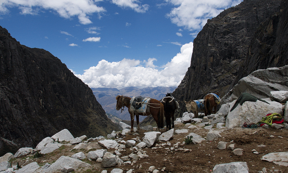 AK-Taylor-Travel-Peru-Pack-donkeys-Mt.-Huandoy-Etta-Meyer.gif
