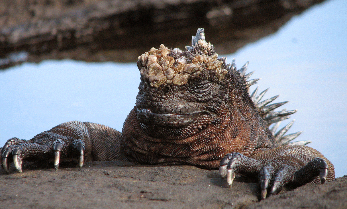 AK-Taylor-Travel-Galapagos-Marine-iguana.gif