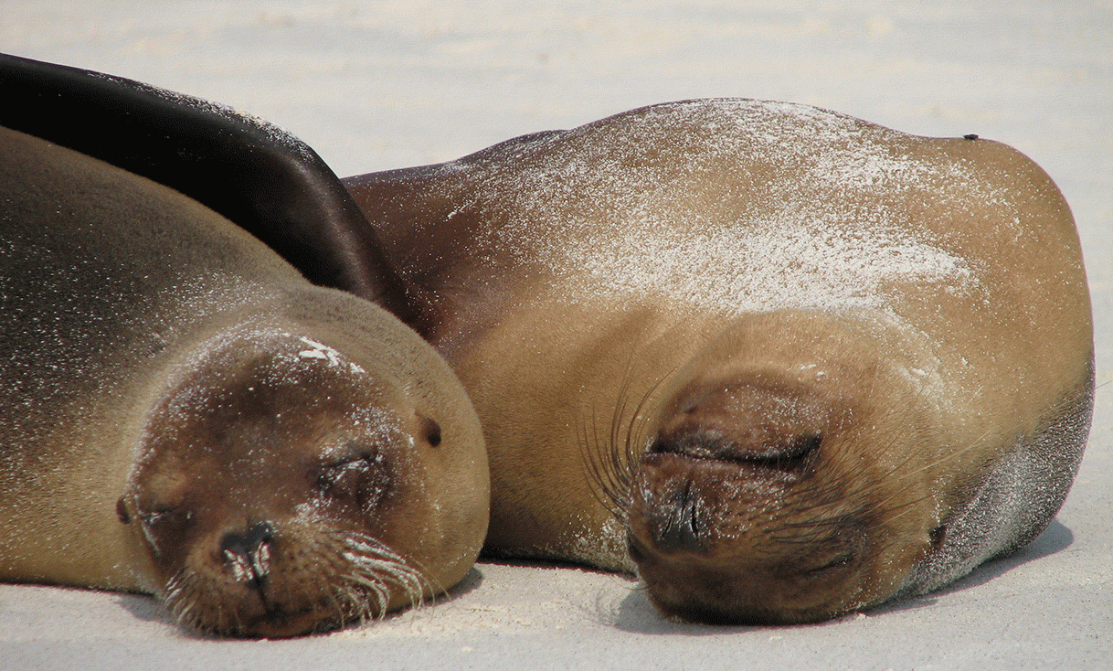 AK-Taylor-Travel-Galapagos-Seals.gif