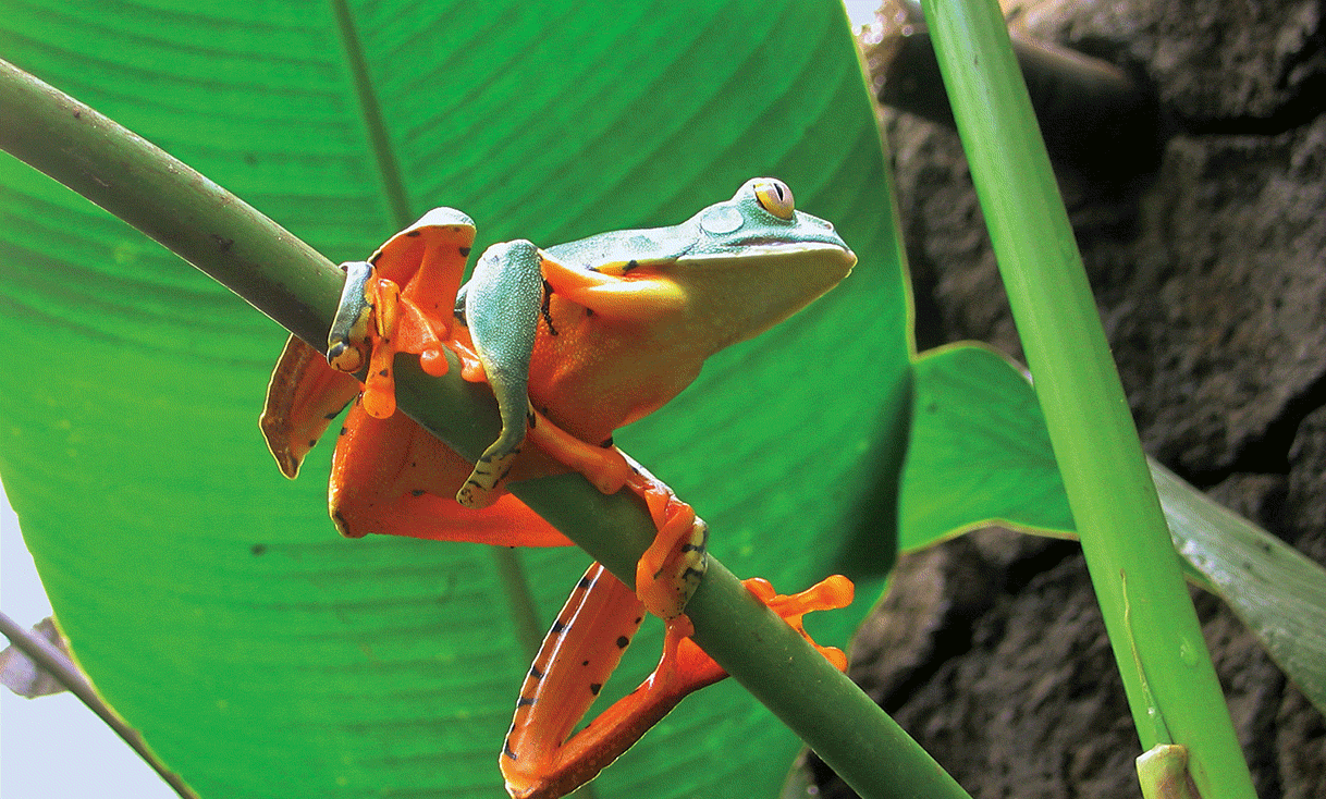 AK-Taylor-Travel-Costa-Rica-Tortuguero-frog.gif