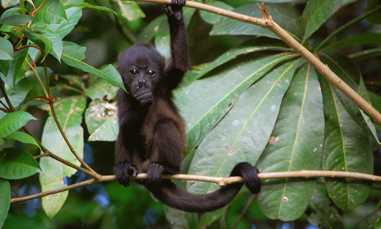 AK-Taylor-Travel-Costa-Rica-Tortuguero-monkey.gif