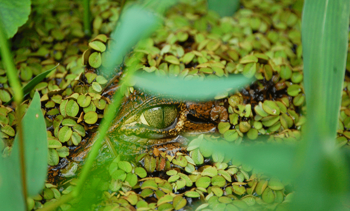 AK-Taylor-Travel-Costa-Rica-Tortuguero-Eye-caiman.gif
