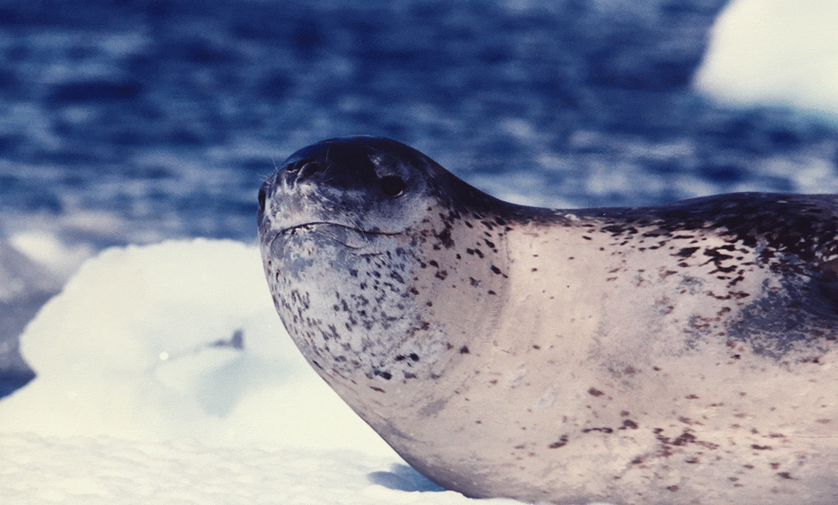 AK-Taylor-Travel-Antarctica-Seal1.gif