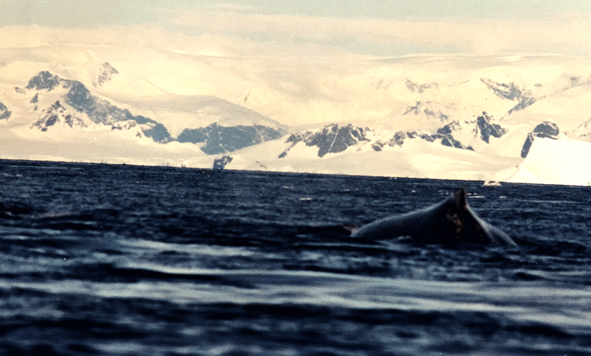 AK-Taylor-Travel-Antarctica-Whale.gif