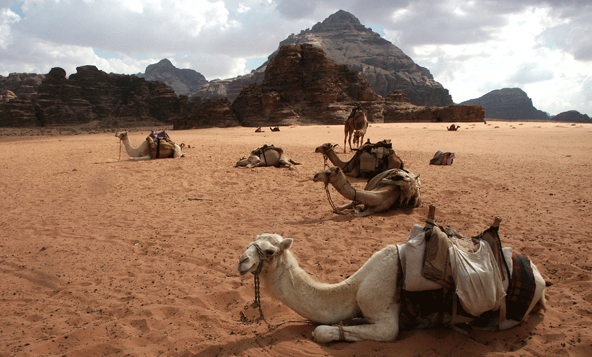 AK-Taylor-Travel-Jordan-Camels-Wadi-Rum.gif