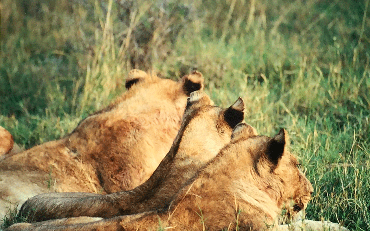 AK-Taylor-Safari-Travel-Kenya-3-simbas-lions.gif