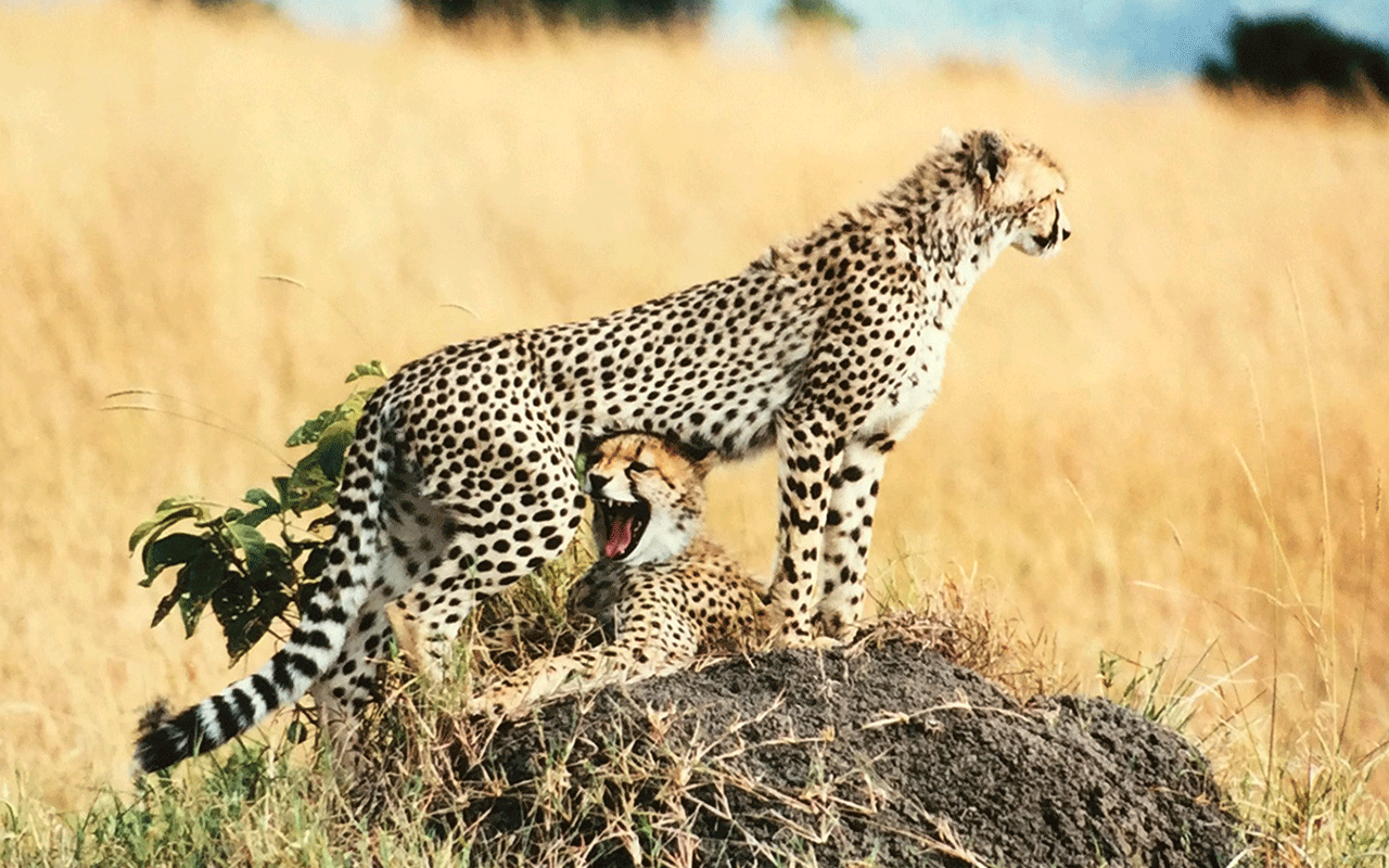 AK-Taylor-Safari-Travel-Kenya-cheetah-cub.gif