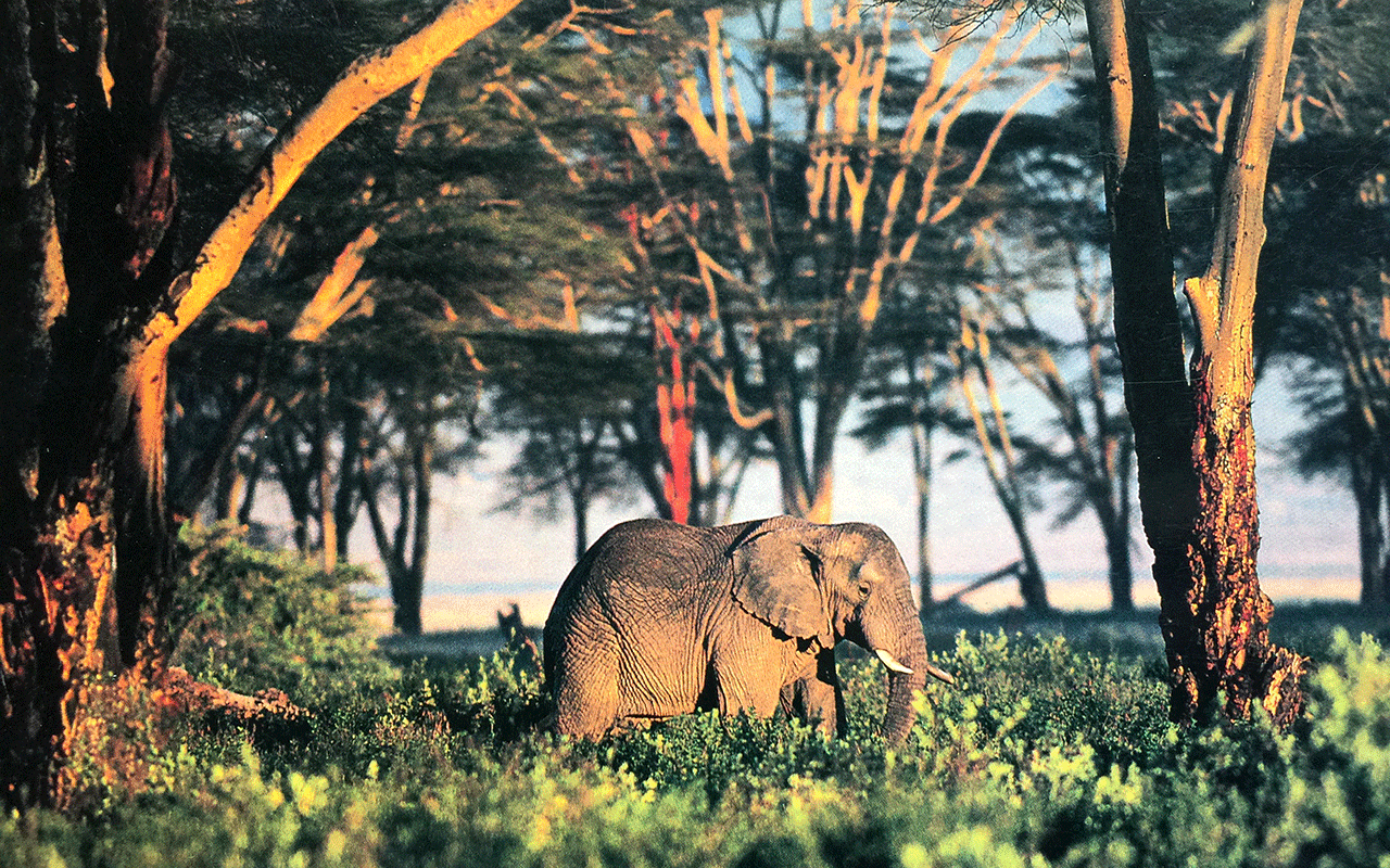 AK-Taylor-Safari-Travel-Kenya-Elephant-Forest.gif