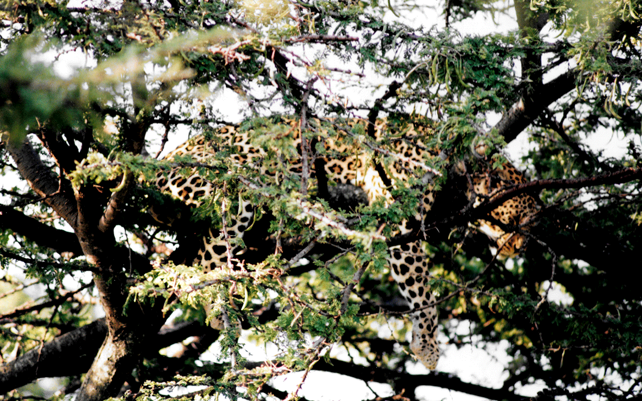 AK-Taylor-Safari-Travel-Kenya-Leopard-In-Tree.gif