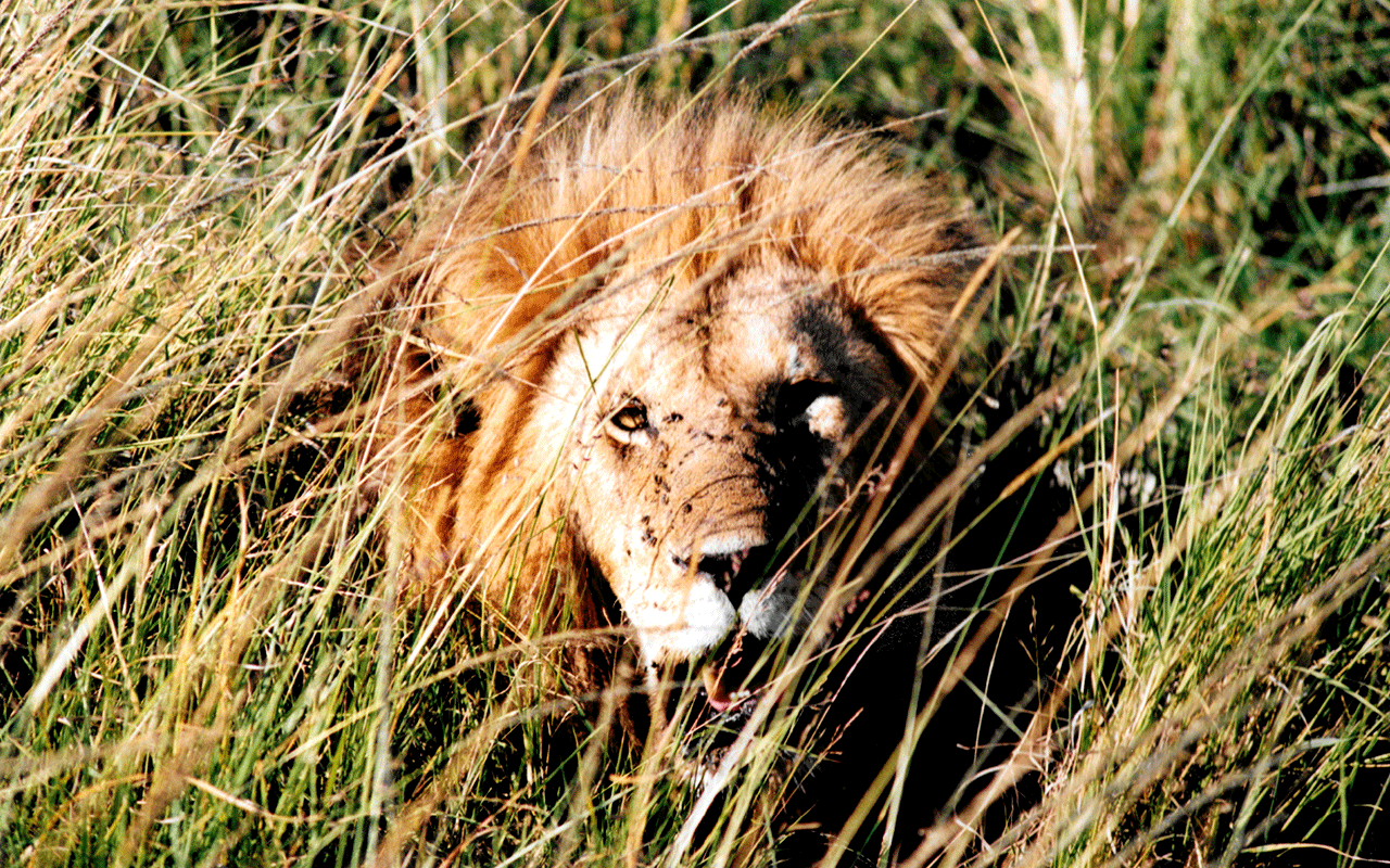 AK-Taylor-Safari-Travel-Kenya-Lion-in-Bush.gif