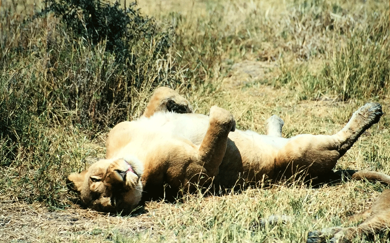 AK-Taylor-Safari-Travel-Kenya-Lion-lying-on-back.gif