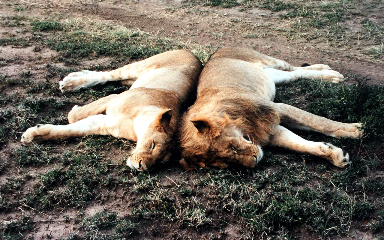 AK-Taylor-Safari-Travel-Kenya-Lions-Snuggling.gif